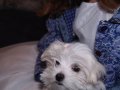 img012.jpeg.small.jpeg