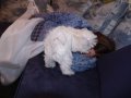 img013.jpeg.small.jpeg