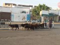 img000.jpeg.small.jpeg