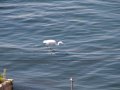 img005.jpeg.small.jpeg