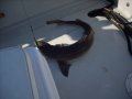 img002.jpeg.small.jpeg