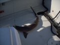 img003.jpeg.small.jpeg